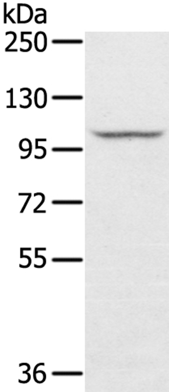 STARD8 Antibody