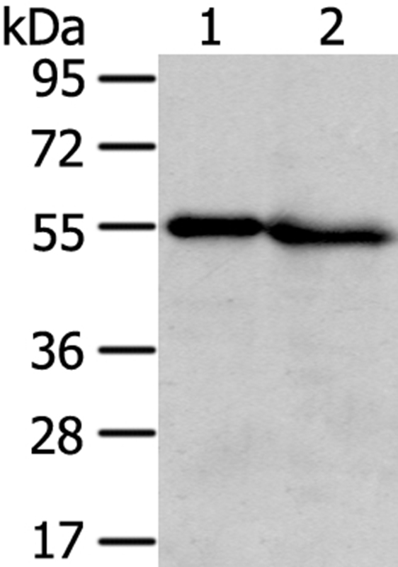 TMPRSS5 Antibody