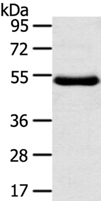 TMPRSS11D Antibody