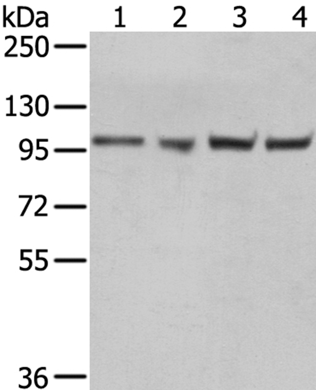 TPX2 Antibody