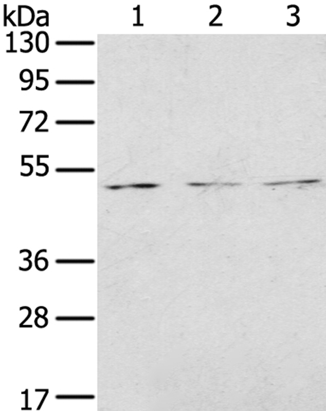 FOXG1 Antibody