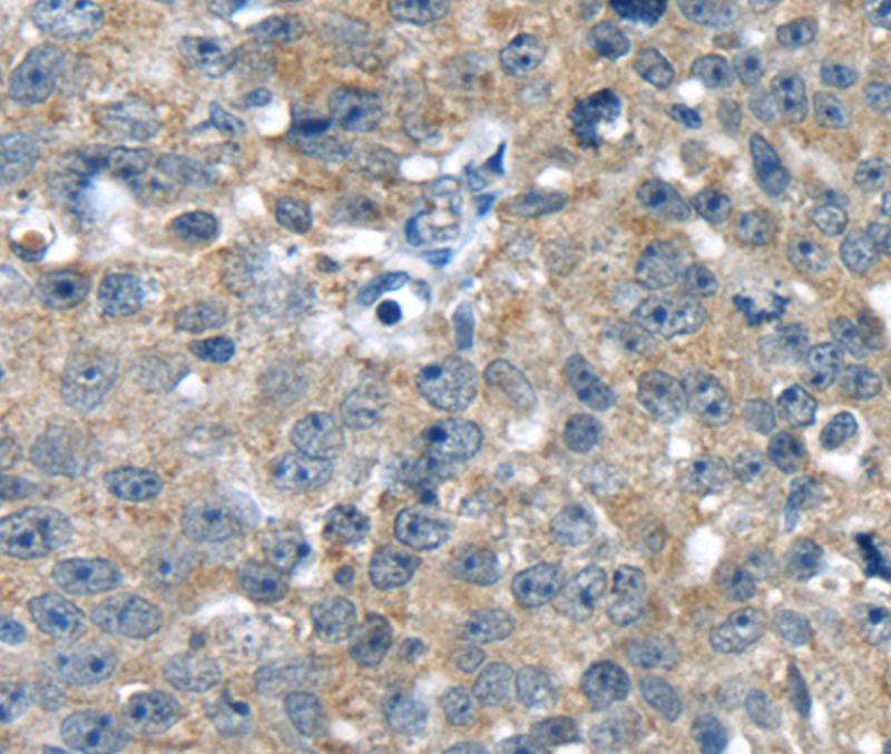 PBOV1 Antibody