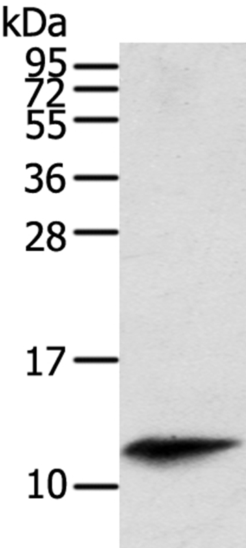 PBOV1 Antibody