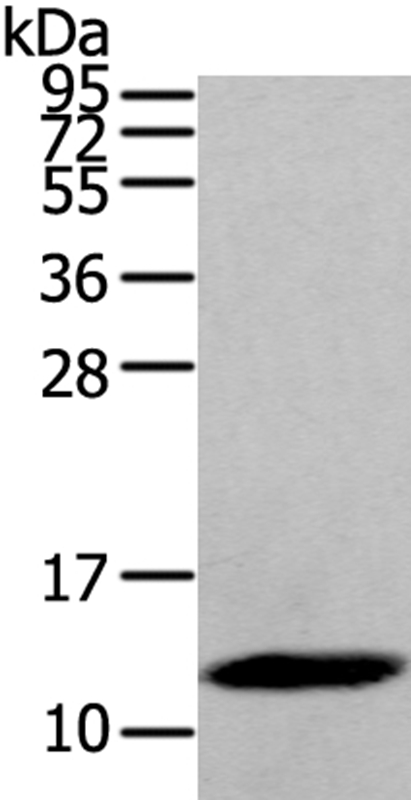 DEFB112 Antibody