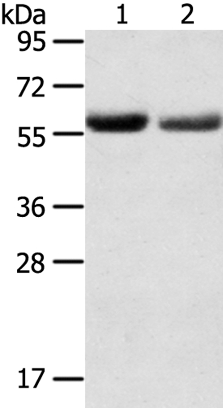 SLC16A9 Antibody