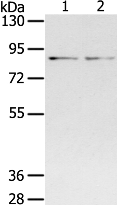 SPON1 Antibody