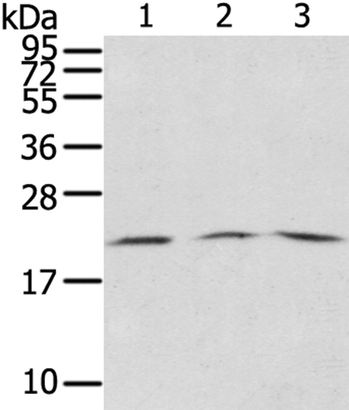 SSX5 Antibody