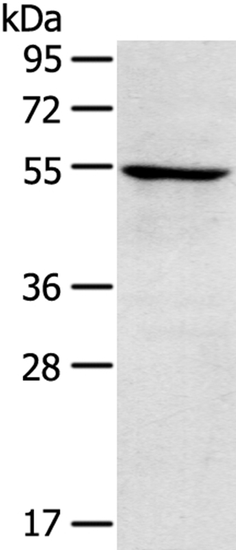 TRIM22 Antibody