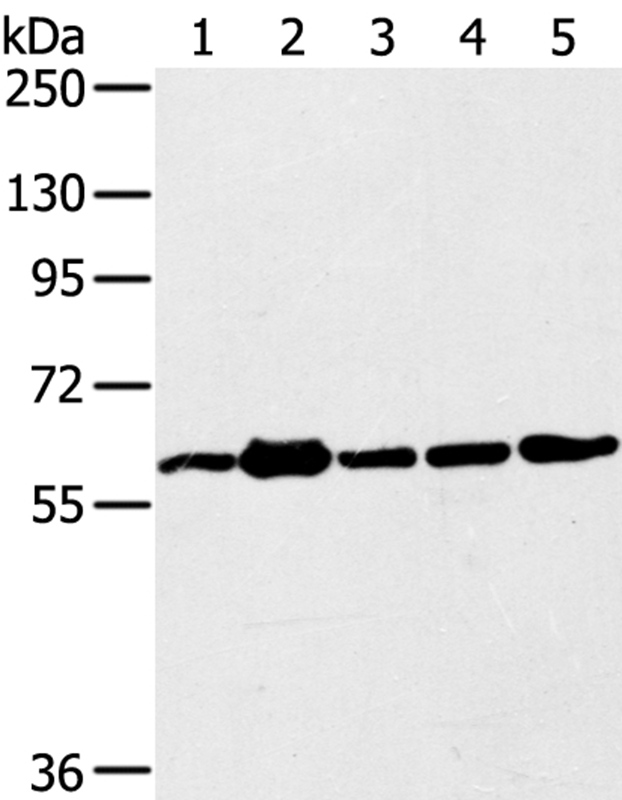 TRIM45 Antibody