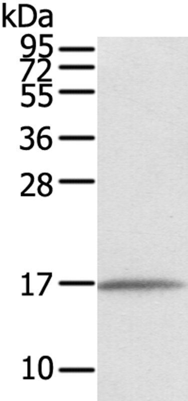 EVA1A Antibody