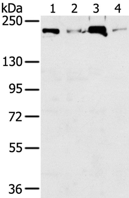 TOP2B Antibody