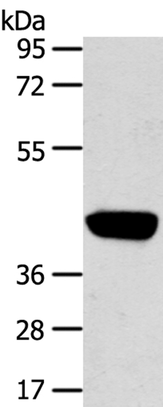 PRSS50 Antibody