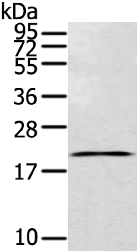 TEX37 Antibody