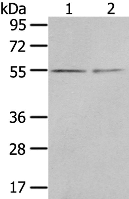 CHRDL1 Antibody