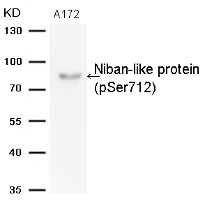 Niban-like protein(Phospho-Ser712) Antibody