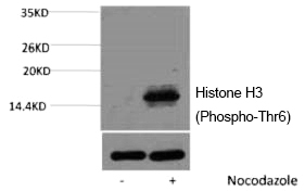 Histone H3 (Phospho-Thr6) Polyclonal Antibody