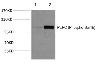 PEPC (Phospho-Ser15) Polyclonal Antibody