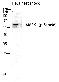 AMPKα1 (Phospho-Ser496) Polyclonal Antibody