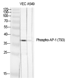 AP-1 (Phospho-Thr93) Polyclonal Antibody