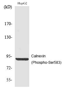 Calnexin (Phospho-Ser583) Polyclonal Antibody