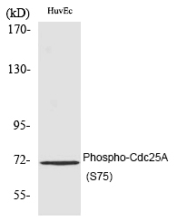 Cdc25A (Phospho-Ser75) Polyclonal Antibody