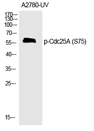 Cdc25A (Phospho-Ser75) Polyclonal Antibody