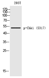 Chk1 (Phospho-Ser317) Polyclonal Antibody