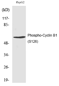 Cyclin B1 (Phospho-Ser126) Polyclonal Antibody