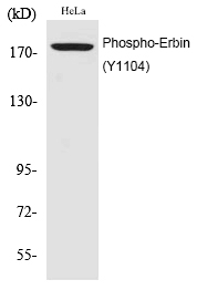 Erbin (Phospho-Tyr1104) Polyclonal Antibody