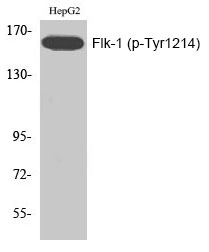 Flk-1 (Phospho-Tyr1214) Polyclonal Antibody