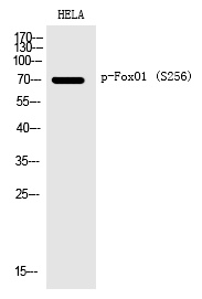 FoxO1 (Phospho-Ser256) Polyclonal Antibody