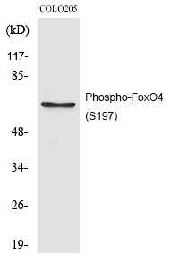 FoxO4 (Phospho-Ser197) Polyclonal Antibody