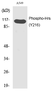 Hrs (Phospho-Tyr216) Polyclonal Antibody