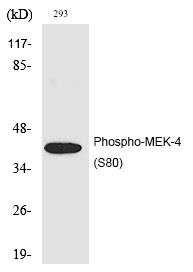 MEK-4 (Phospho-Ser80) Polyclonal Antibody