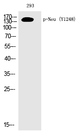 Neu (Phospho-Tyr1248) Polyclonal Antibody