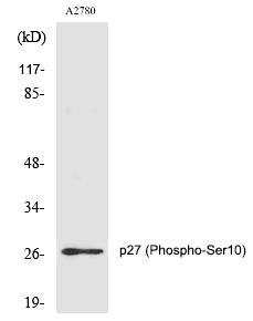 p27 (Phospho-Ser10) Polyclonal Antibody