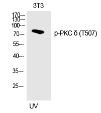 PKC δ (Phospho-Thr507) Polyclonal Antibody