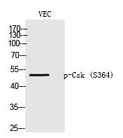 Csk (Phospho-Ser364) Polyclonal Antibody