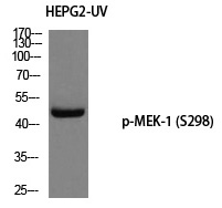 MEK-1 (Phospho-Ser298) Polyclonal Antibody