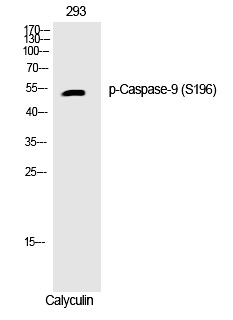 Caspase-9 (Phospho-Ser196) Polyclonal Antibody