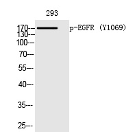 EGFR (Phospho-Tyr1069) Polyclonal Antibody