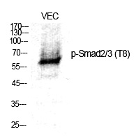 Smad2/3 (Phospho-Thr8) Polyclonal Antibody