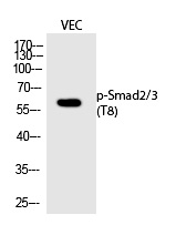 Smad2/3 (Phospho-Thr8) Polyclonal Antibody