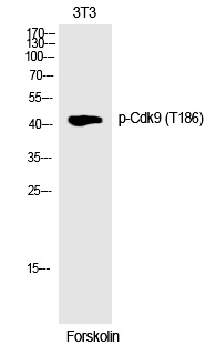 Cdk9 (Phospho-Thr186) Polyclonal Antibody