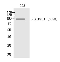 KIF20A (Phospho-Ser528) Polyclonal Antibody