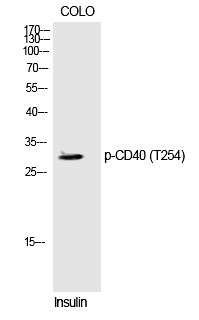 CD40 (Phospho-Thr254) Polyclonal Antibody