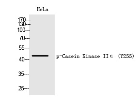 Casein Kinase IIα (Phospho-Tyr255) Polyclonal Antibody