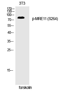 MRE11 (Phospho-Ser264) Polyclonal Antibody