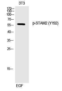 STAM2 (Phospho-Tyr192) Polyclonal Antibody