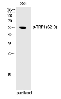 TRF1 (Phospho-Ser219) Polyclonal Antibody